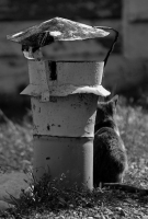 там на неведомых дорожках......