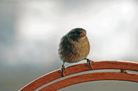 наглый, толстый уаробэй