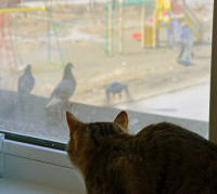 Кто-то хитрый и большой наблюдает за тобой...