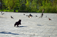 Прикрой-атакую !