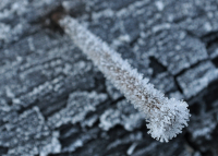 из жизни гвоздей в ноябре