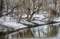 пришла весна ....