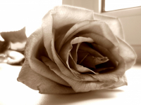 Банальщина