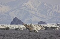 Плавучий остров