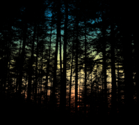 В лесу. Рассвет