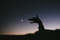 волк, собака или лис