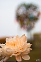 Весенний цветочек