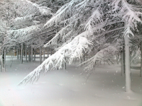 Полдень после снегопада. Парк Болдырева