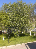 Когда нибудь и я зацвету.