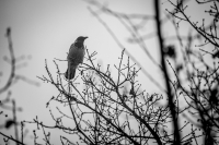 Лишь бы не каркала