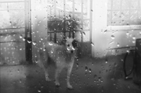 "...сегодня дождь и скверно..."