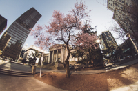 Сакура цветёт и пахнет