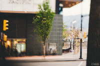 Дерево которое живёт в центре города