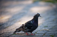 Жертва супружеской жизни.