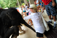 слоненок и я