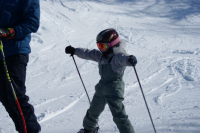 вот такую лису видела