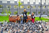 Город голубей