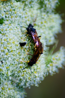 Осиный трамвай