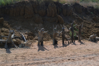 весёлая компания