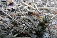 охотник и добыча