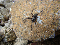 Арахнофобам, арахнофилам