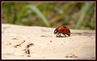 Божия коровка