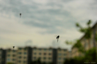 Звездный десант