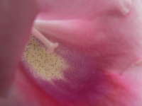 Розовый цветок