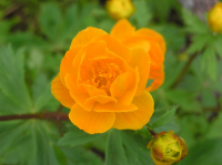 Жарки - моя любовь