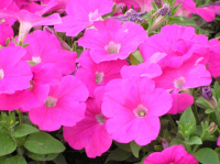 Храм Христа Спасителя в Москве. Цветы