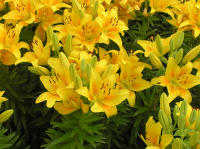 Храм Христа Спасителя. Цветы