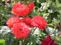 Храм Христа Спасителя. Цветы