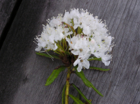 Неброские цветы Магадана