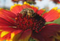 Мёд - это очень хитрый предмет!