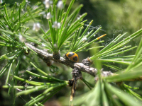 Коровец-ползунец