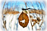 лист осенний