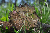 весной о предстоящем