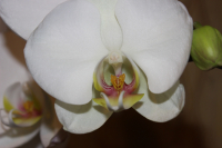 Орхидея