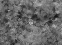 Снежинок миллионы на поля