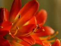 Серия *Капелюшки*