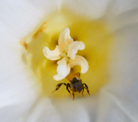 за нектаром