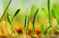 Немного лета