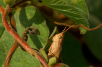 не зелёненький он был