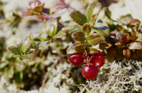 перезимовавшая