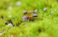 Макро пастух