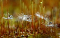 Теплый мир одуванчиков