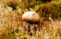 Сказочная макрополянка