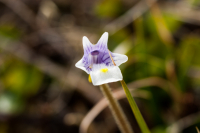 Что за цветок?