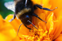 макрокольца m42+индустар 50-2