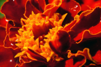 Индустар 50-2 и макрокольца